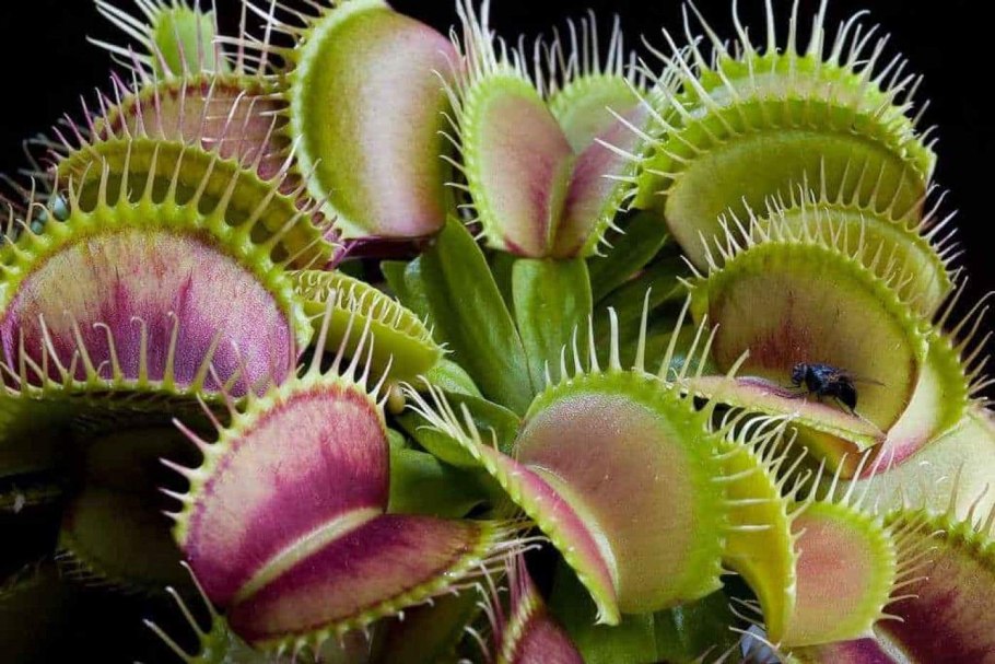 Dionaea muscipula 'Red Sawtooth'