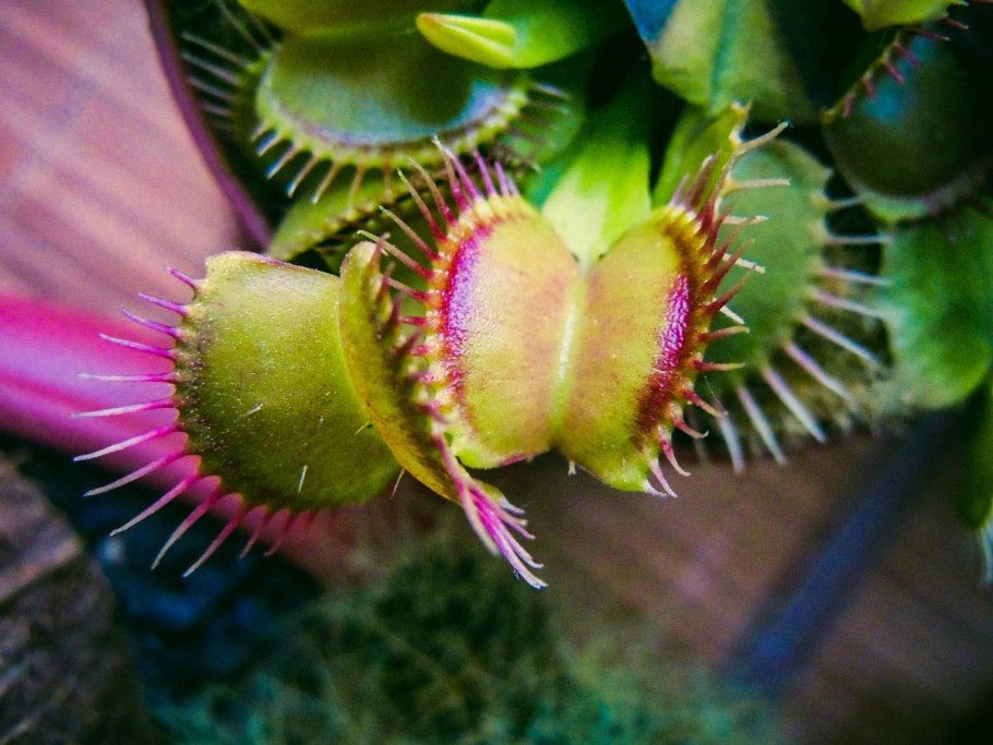 Непентес Аттенборо цветок