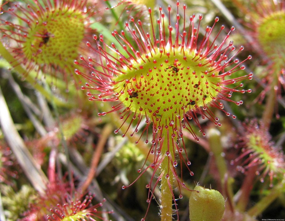 Росянка сапротроф