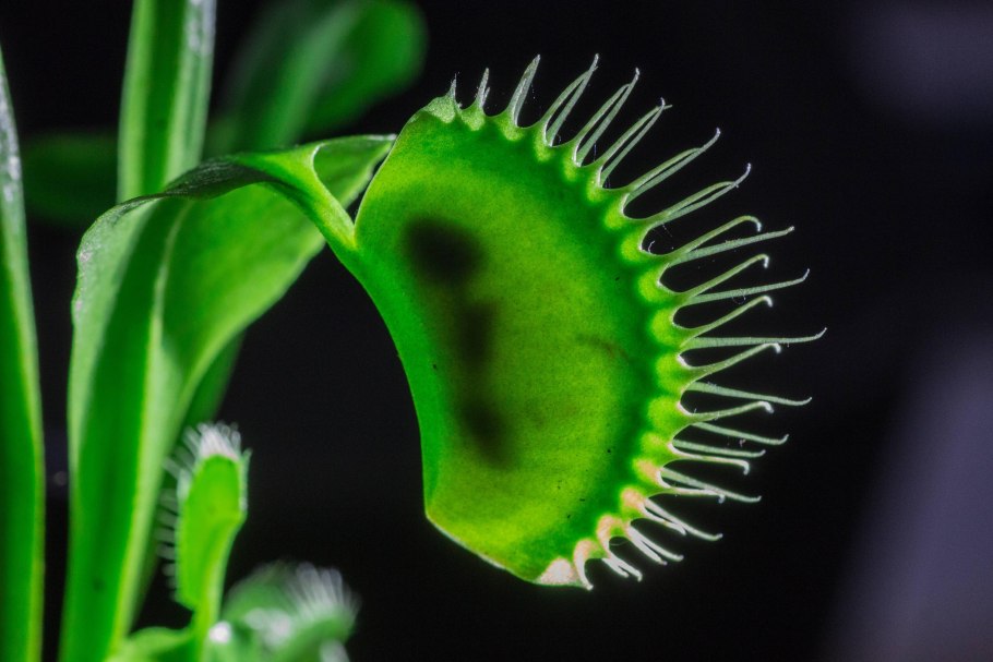 Росянка растение хищник