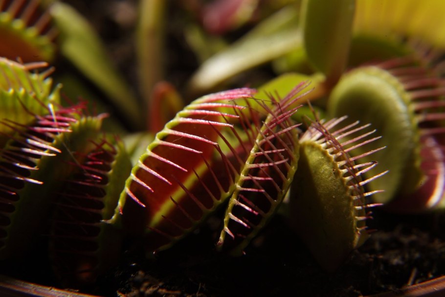 Галисия хищное растение