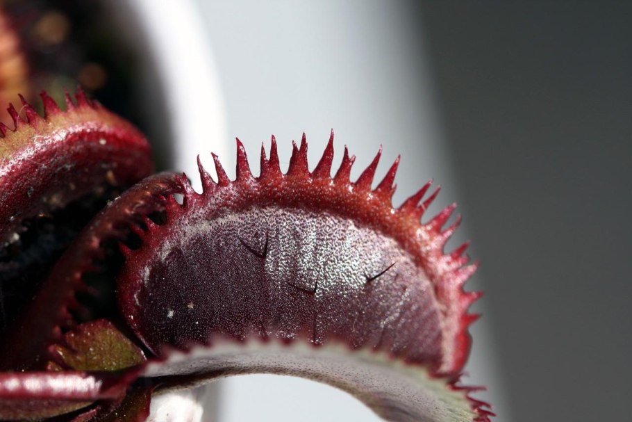 ЛОВУШКА Венериной мухоловки