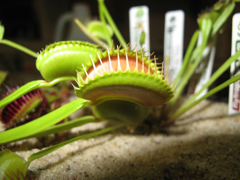 Венерина мухоловка rdd2