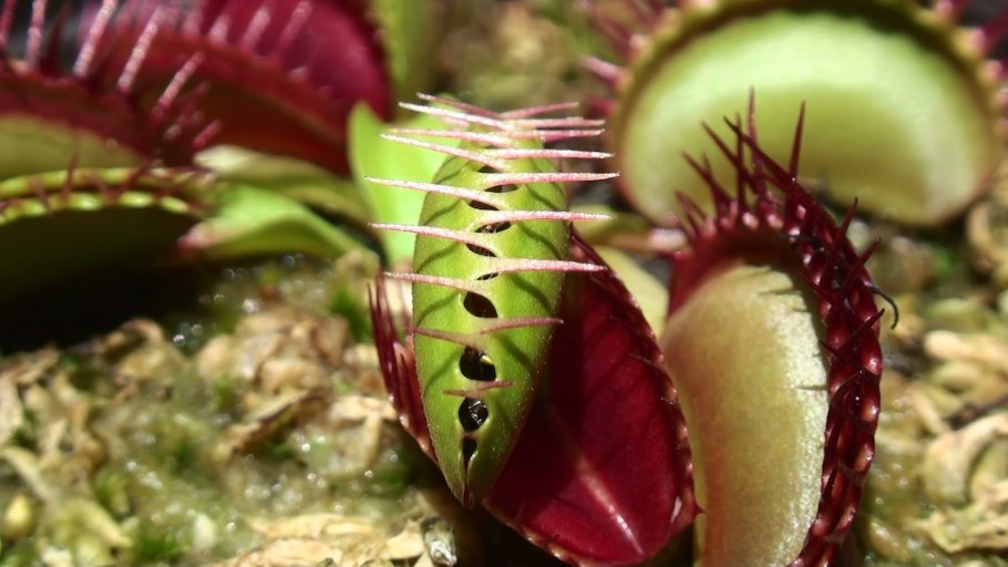 Venus Flytrap Sea Anemone
