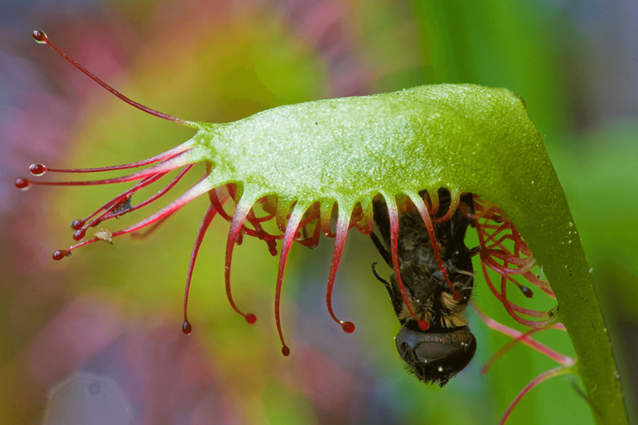 Гигантский непентес растение хищник