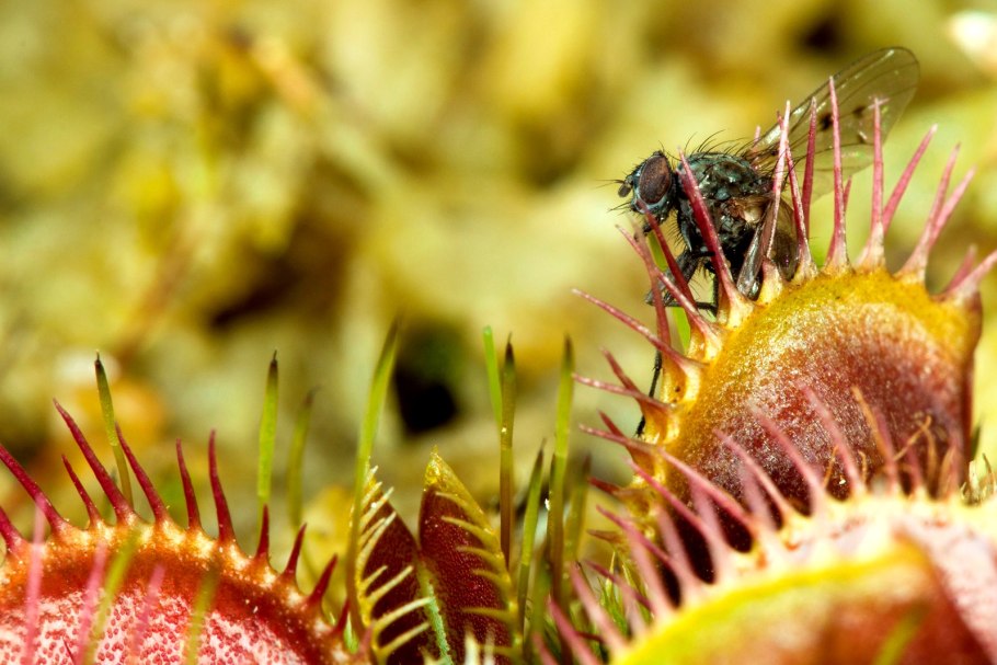 Клубневая росянка