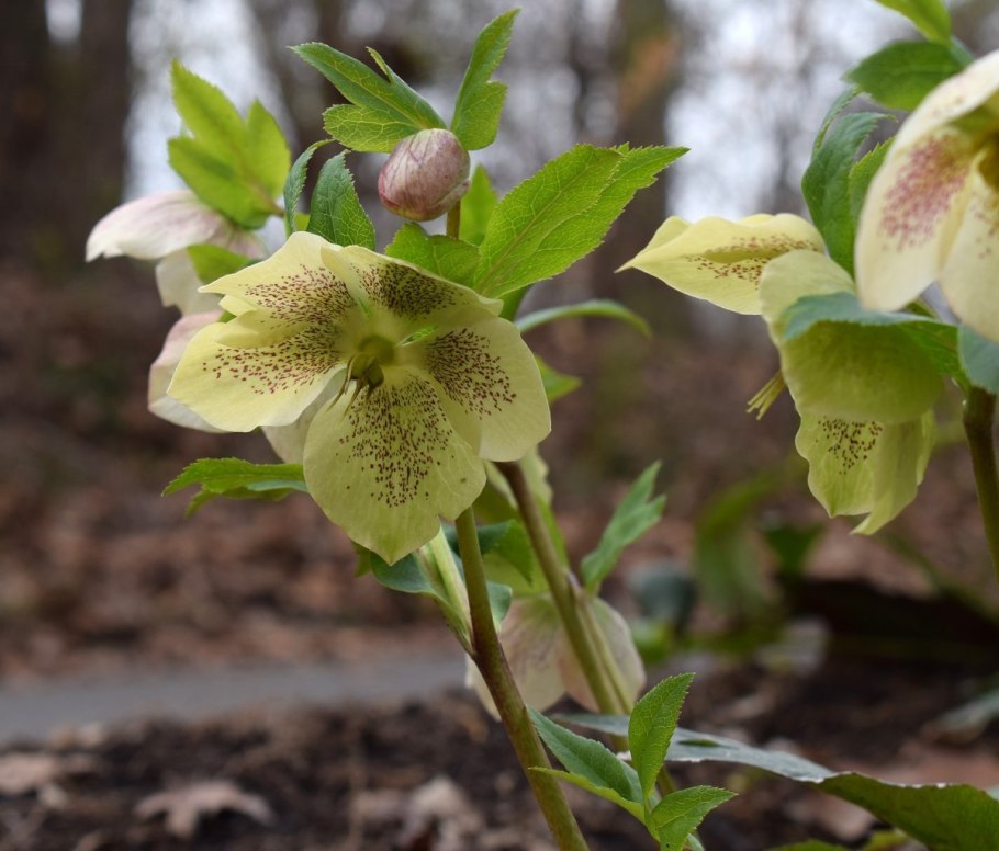 Helleborus orientalis Bollene