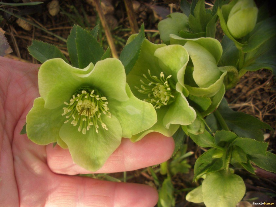 Морозник кавказский (Helleborus caucasicus)