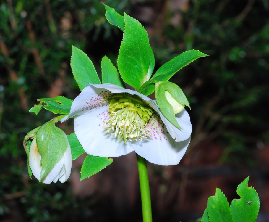 Морозник Helleborus PURPURASCENS