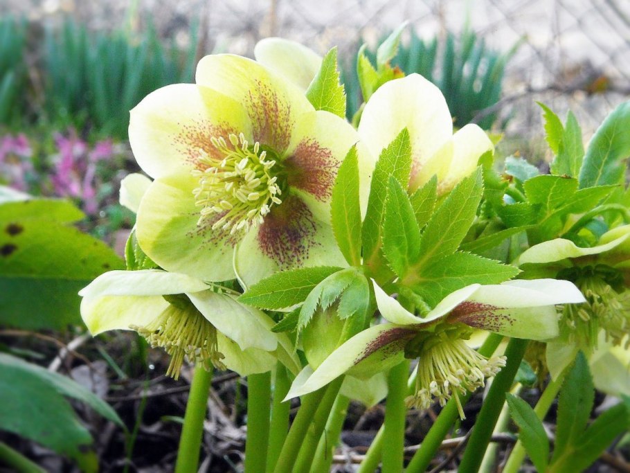Морозник Helleborus Violetta