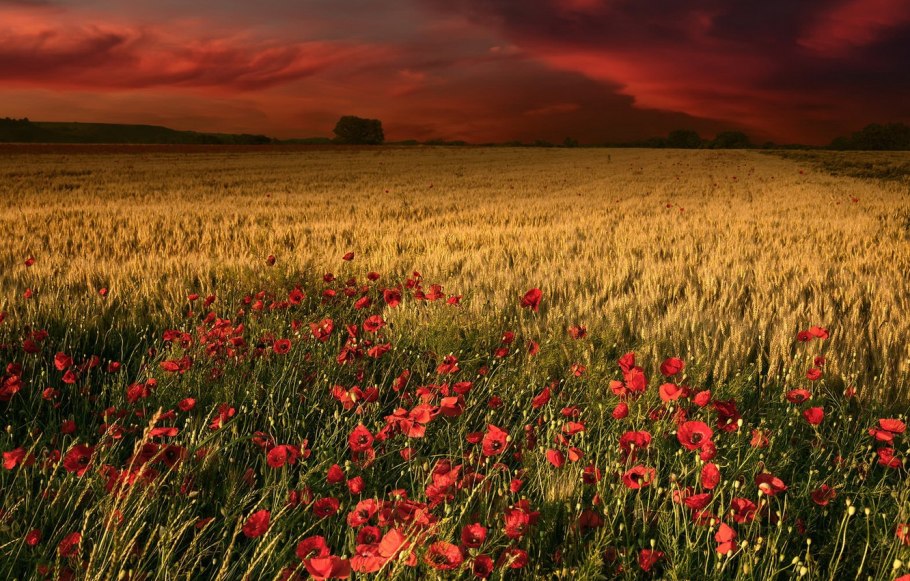 Красивое поле