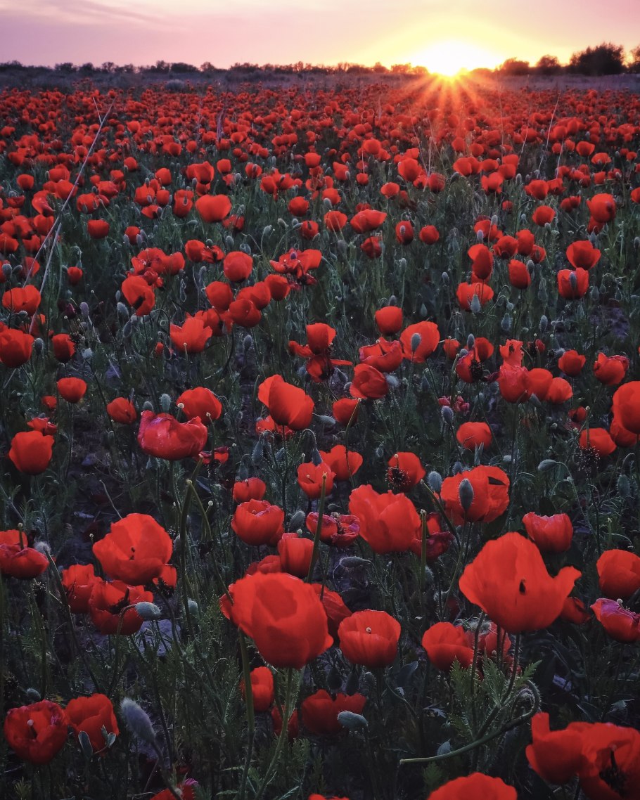 Полце цветов