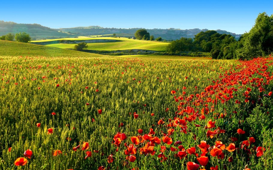 Красивое поле