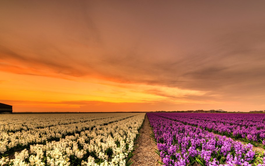 Необычное поле