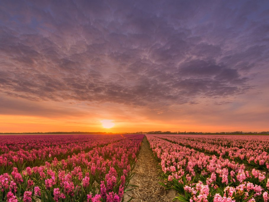 Прованс тюльпановые поля