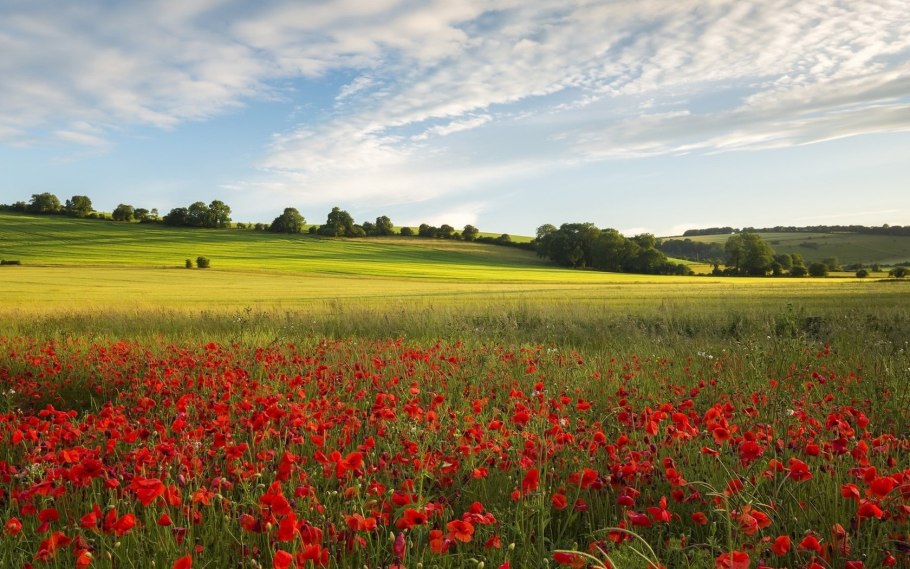 Маковые поля Молдова