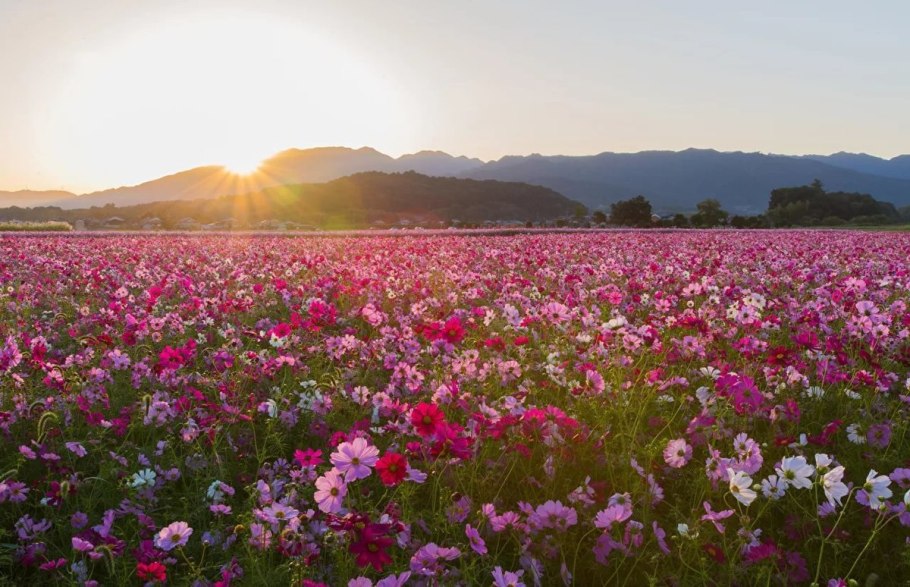 Южная Корея поле космея горы