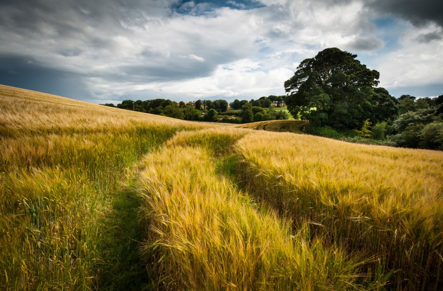 Красивое поле