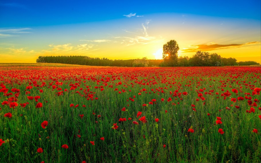 Красивое поле