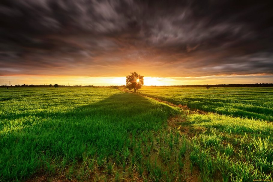 Красивое поле