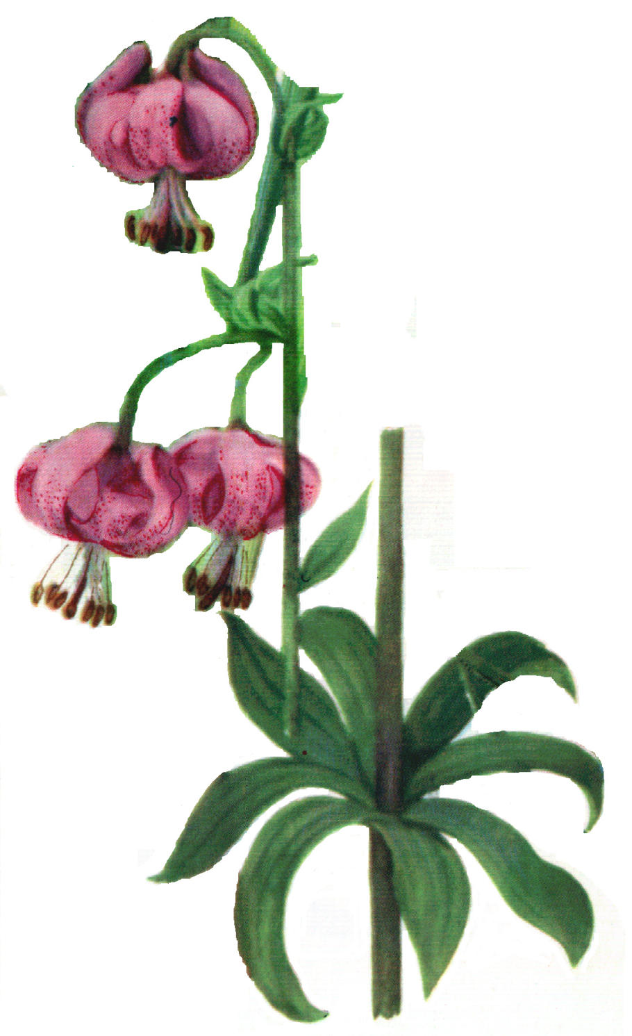 Лилия саранка плоды