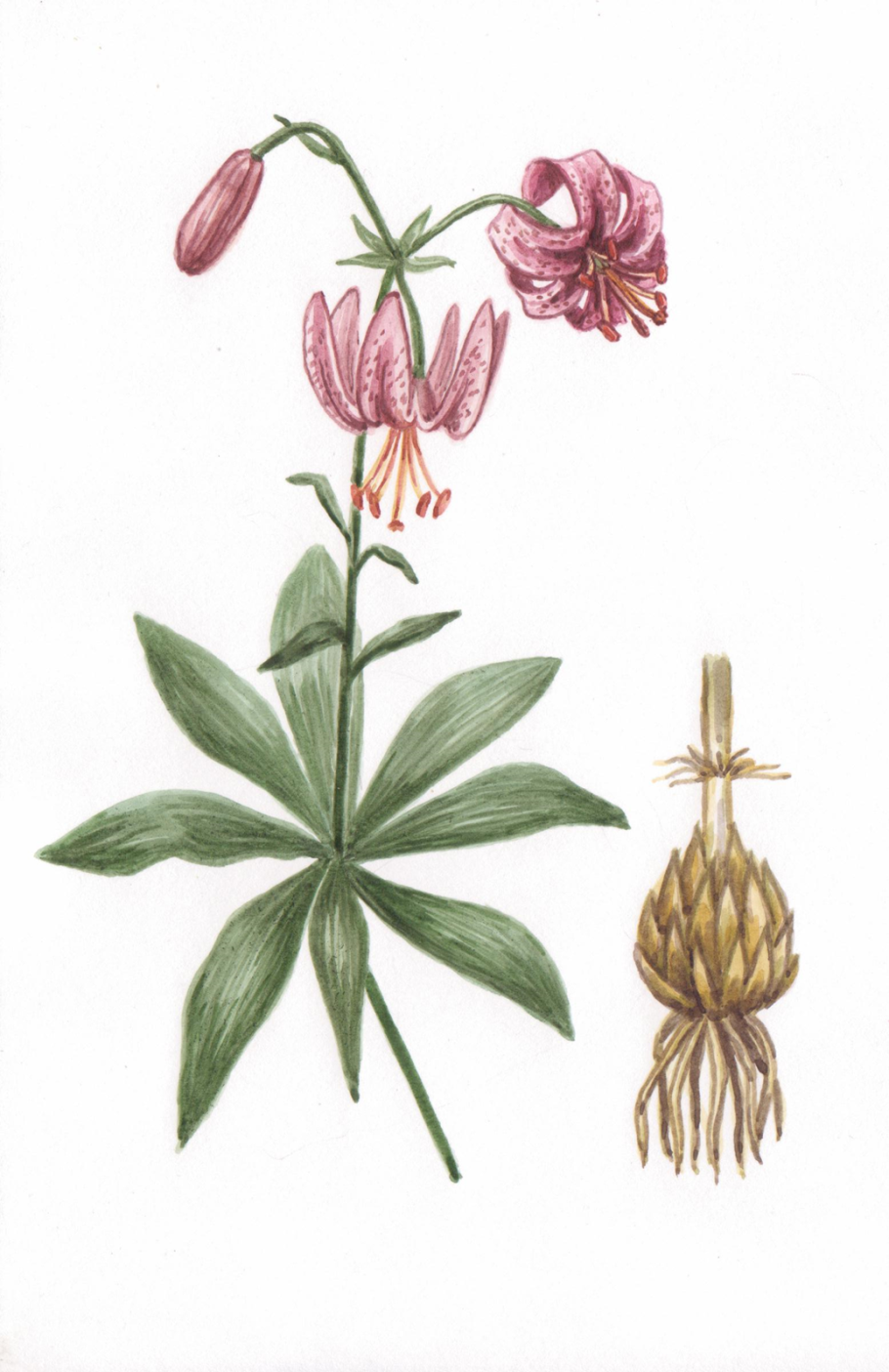 Лилия кудреватая красная книга