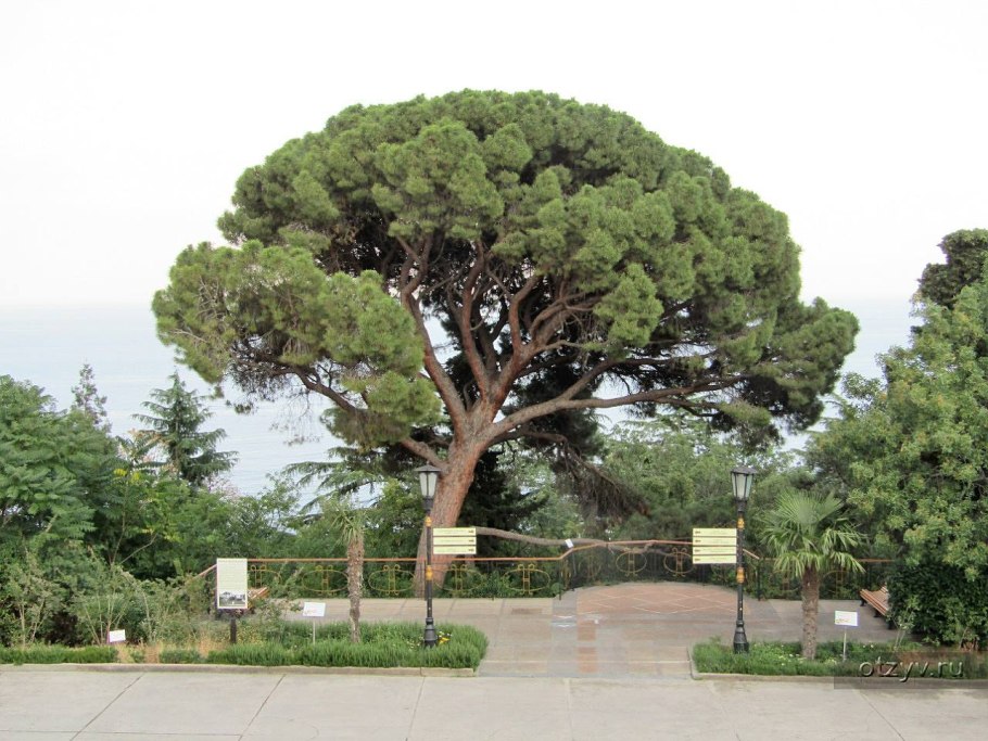 Санаторий нижняя Ореанда Платан