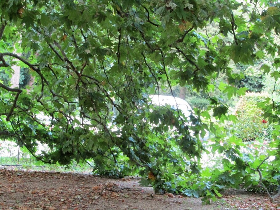 Платан дерево в Крыму Ореанда