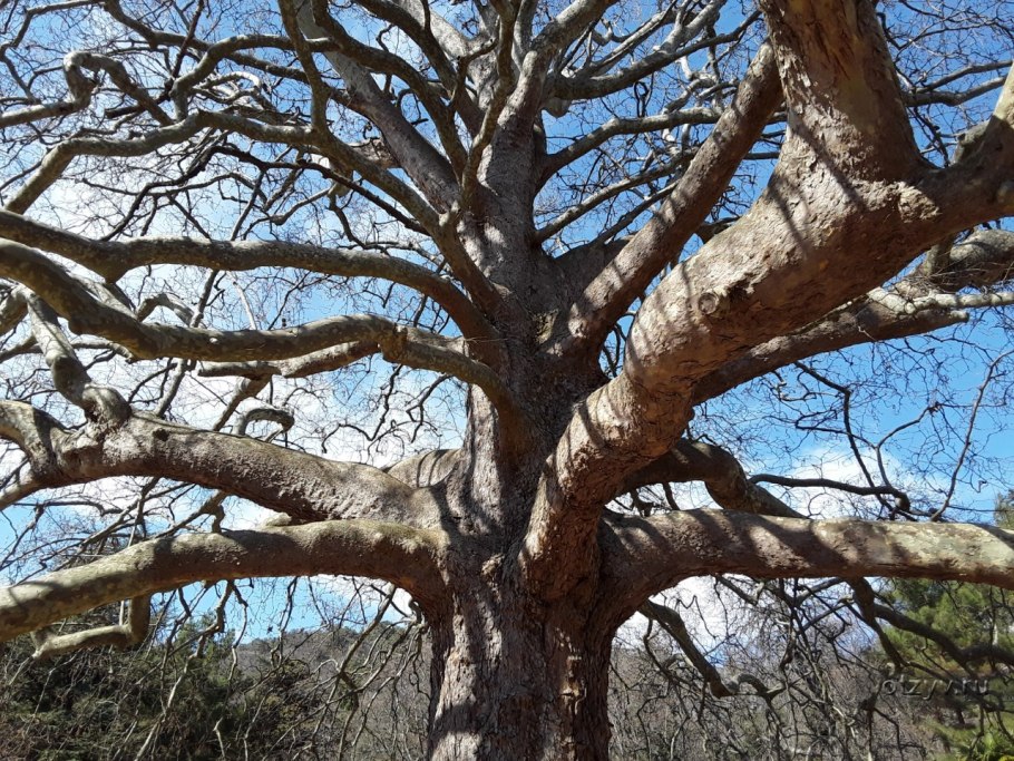 Платан в Ливадийском парке
