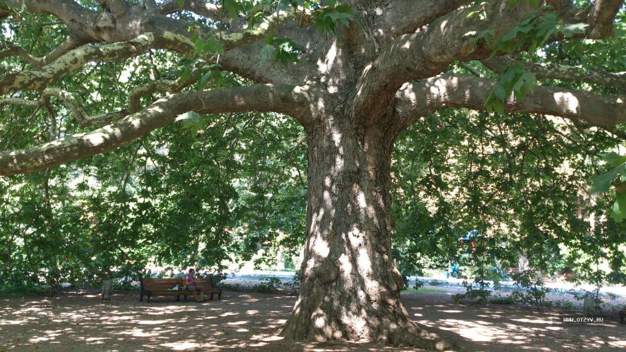 Чинар дерево нижняя Ореанда