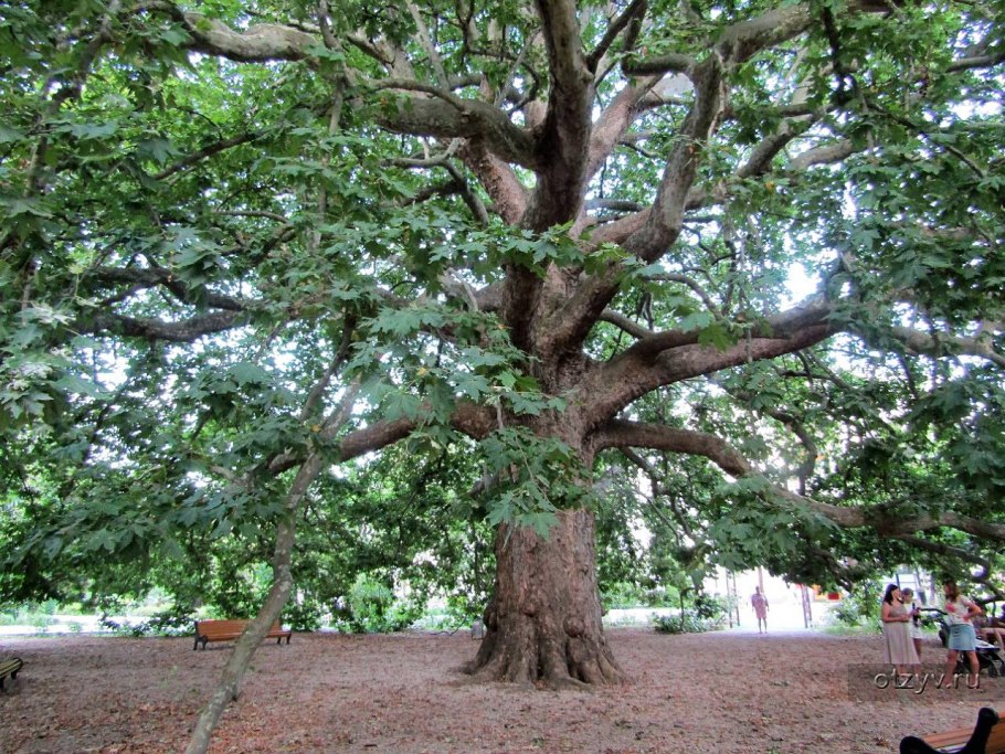 Платан в Ореанде