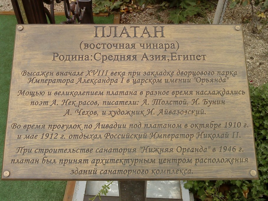 Платан дерево в Крыму