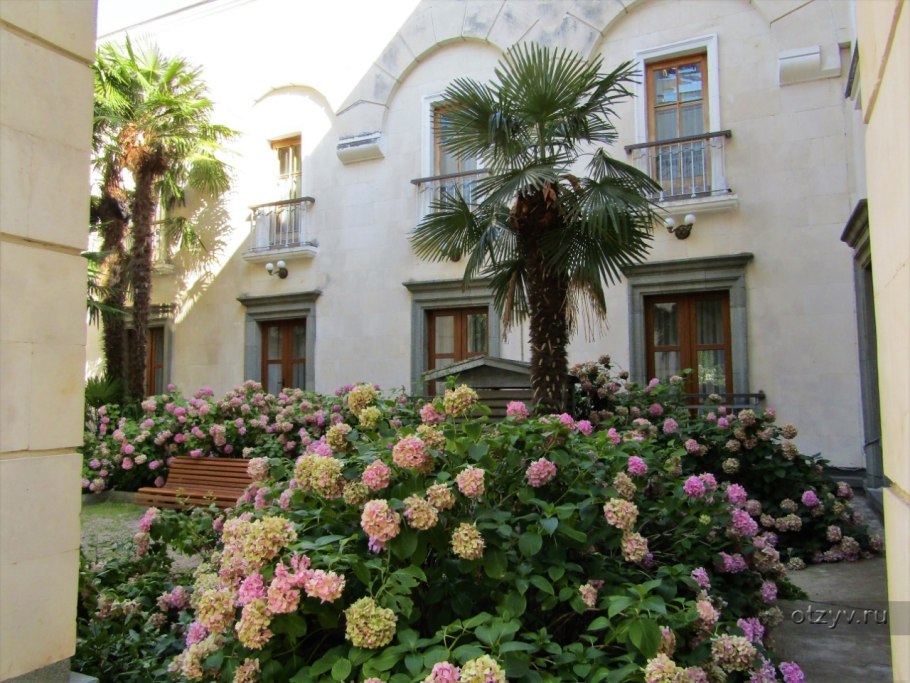 Дерево Платан Чинар Турция