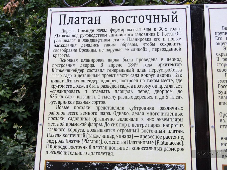 Платан Чинара дерево