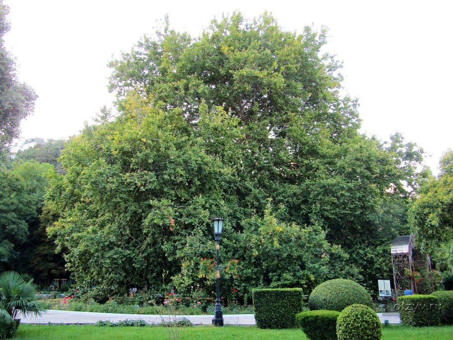 Ореанда дерево