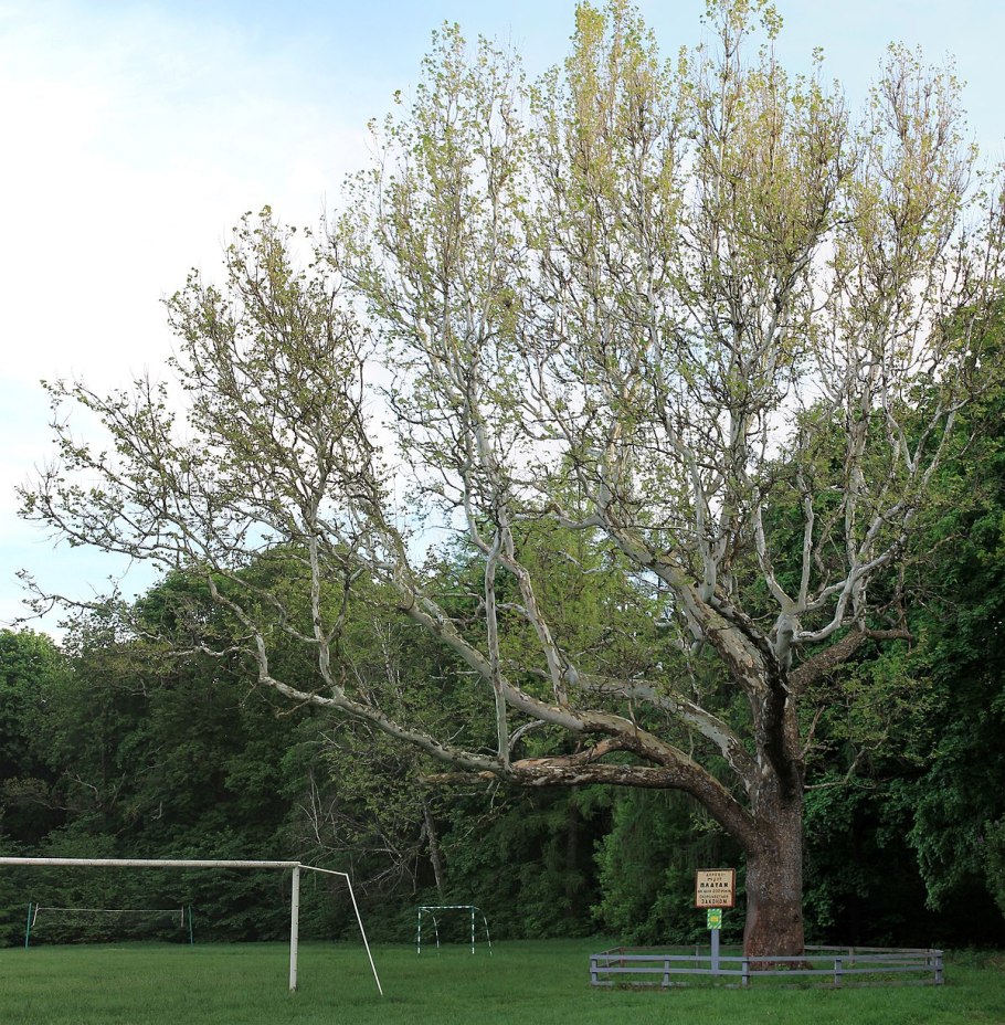 Нижняя Ореанда санаторий беседка
