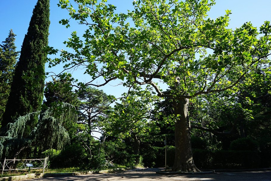 Платан дерево в Крыму