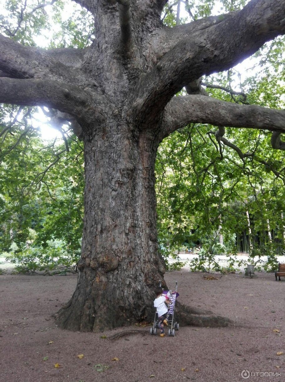Санаторий нижняя Ореанда Платан