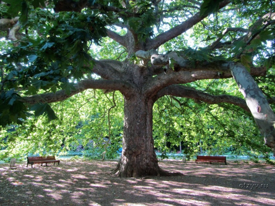 Платан в Крыму