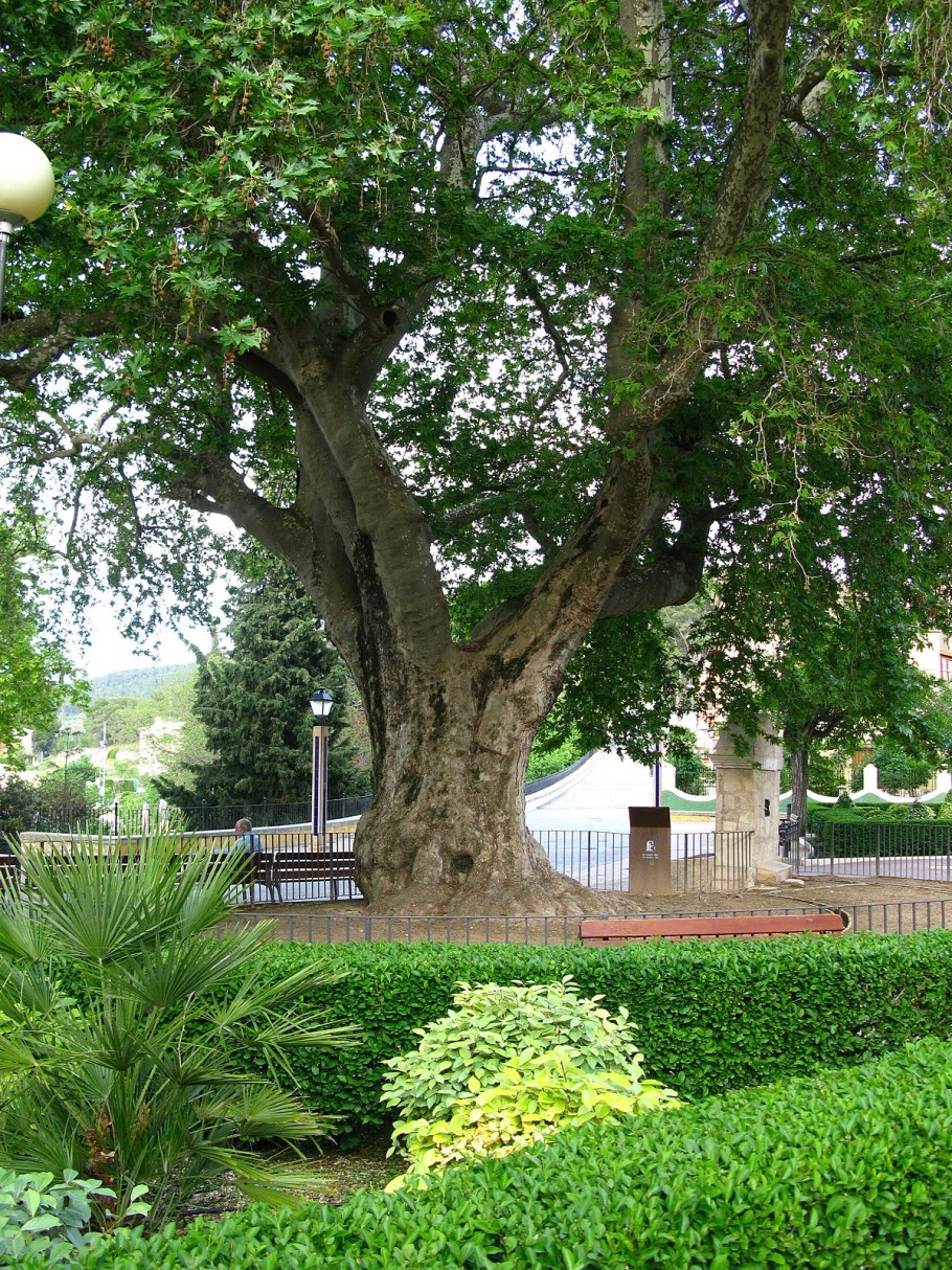 Платан Севастополь