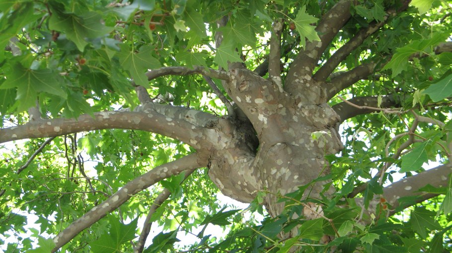 Платановое дерево которому 850 лет