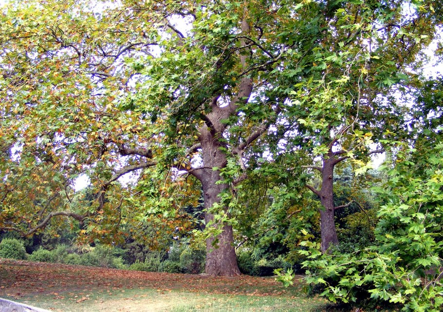 Платаны в Одессе