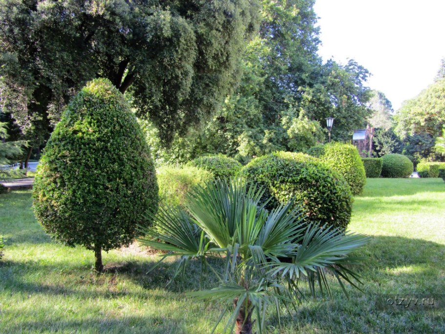 Крым Воронцовский парк Платан