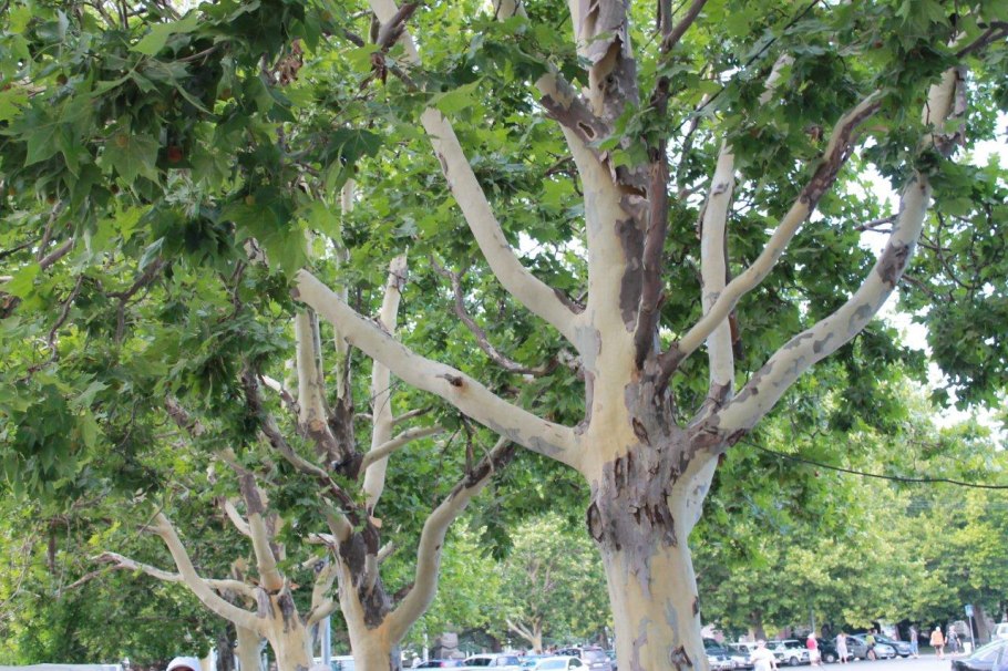 Сквер «Пале-рояль»