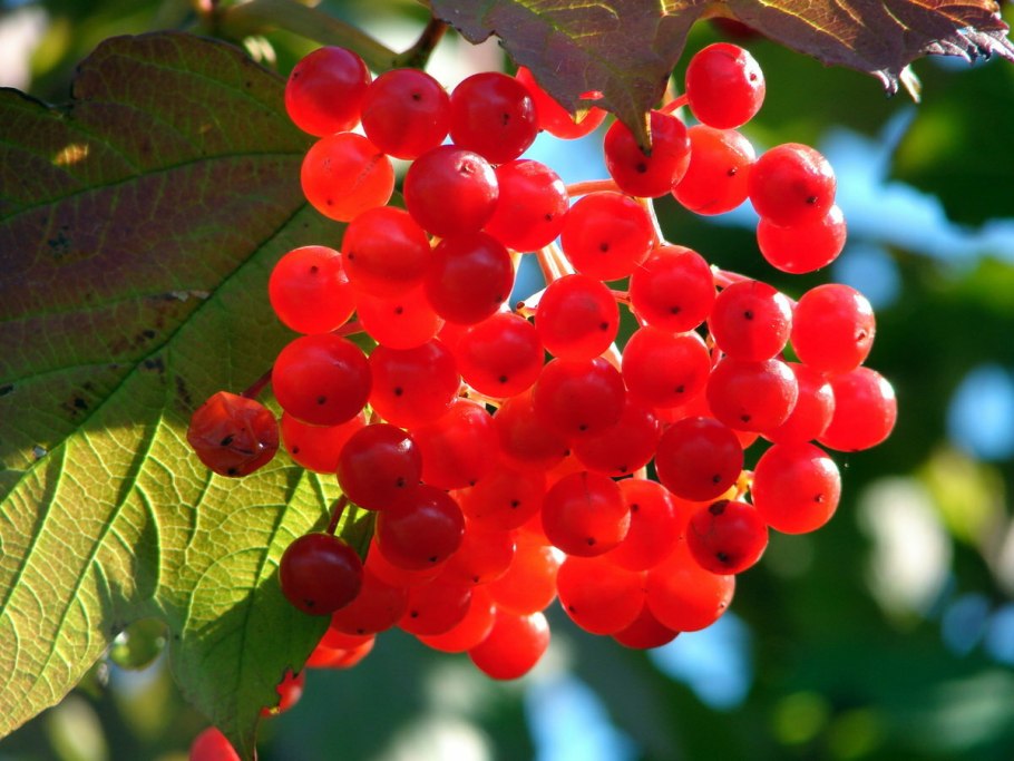 Калина обыкновенная Шукшинская