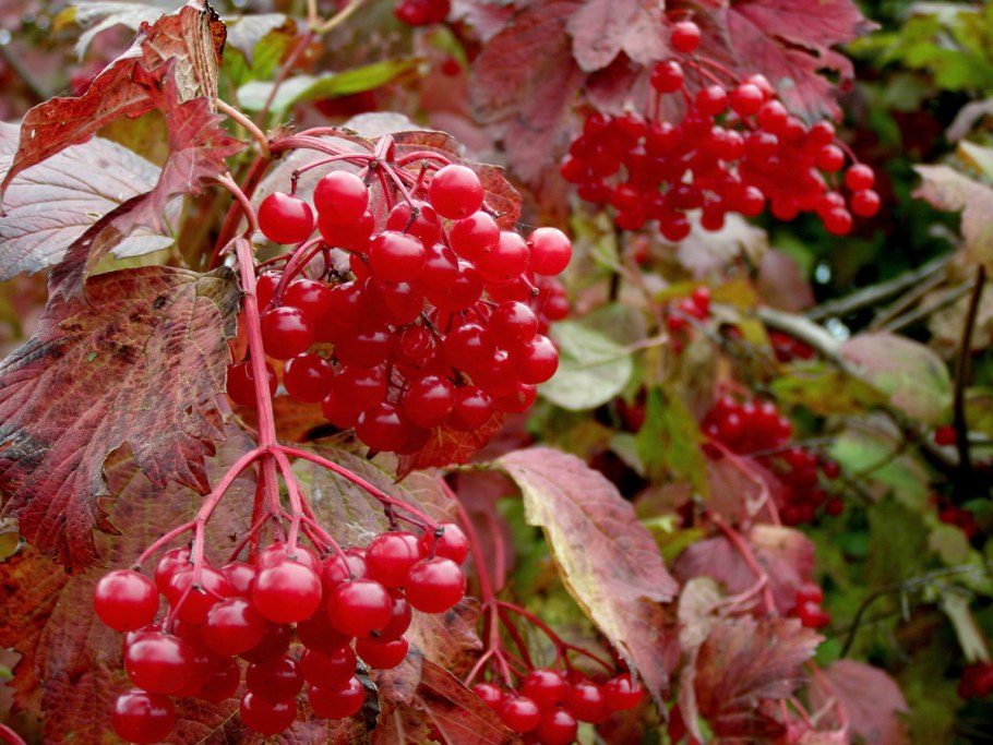 Калина (Viburnum)
