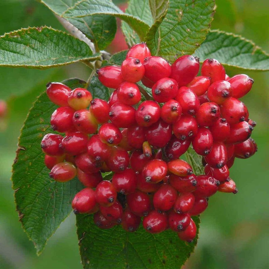 Калина костянка