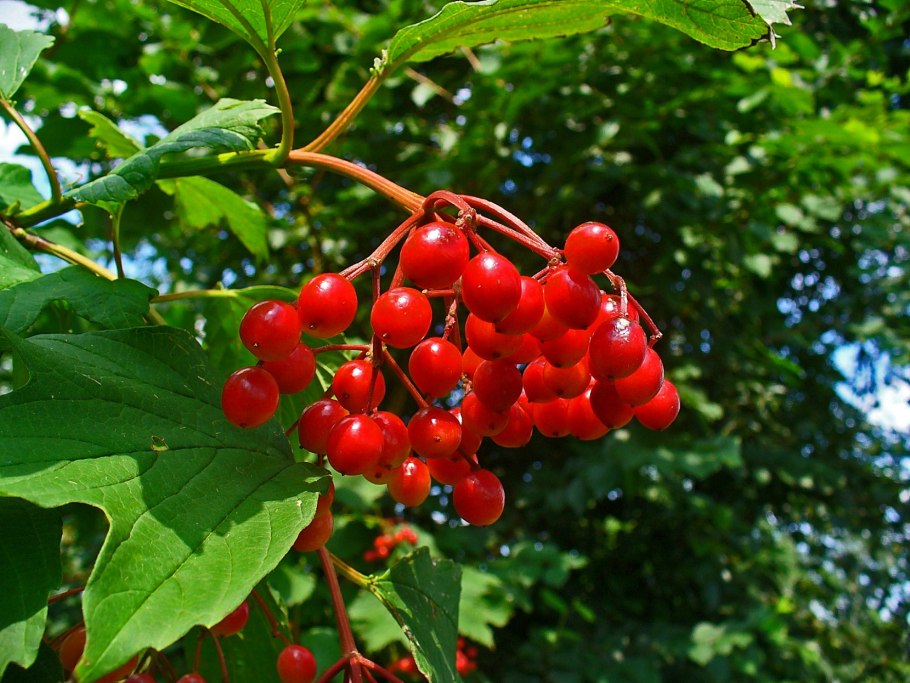 Калина обыкновенная плоды