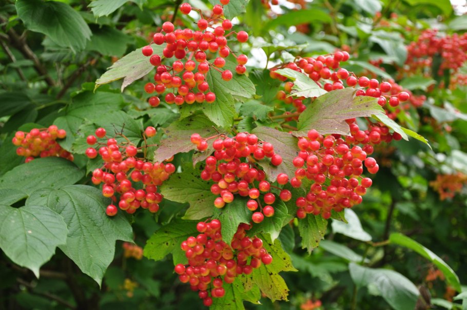 Калина обыкновенная Viburnum opulus
