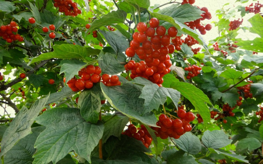 Калина красная обыкновенная